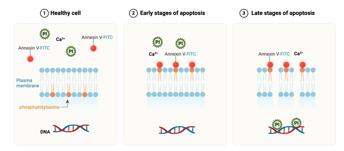 A figure showing PI and Annexin V staining.