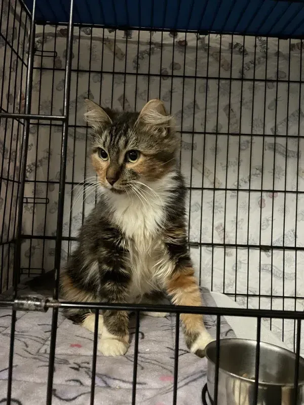 A kitten in an open cage at a shelter.